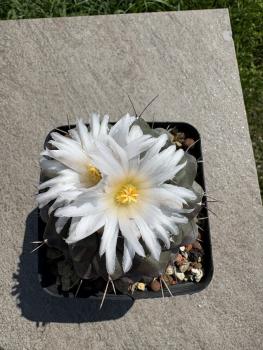 Thelocactus rinconensis